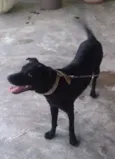 NEGÃO