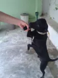 NEGÃO