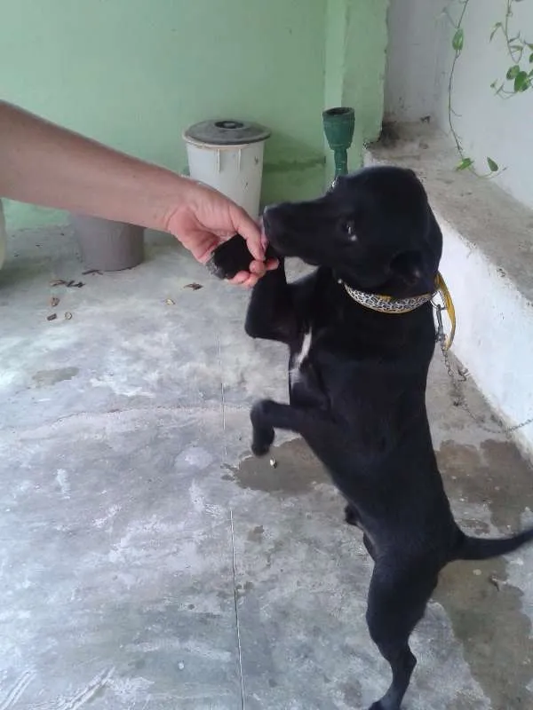 Cachorro ra a SRD idade 7 a 11 meses nome NEGÃO