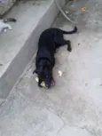 NEGÃO