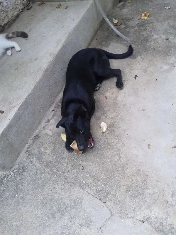 Cachorro ra a SRD idade 7 a 11 meses nome NEGÃO