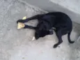 NEGÃO