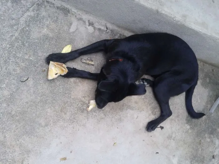 Cachorro ra a SRD idade 7 a 11 meses nome NEGÃO