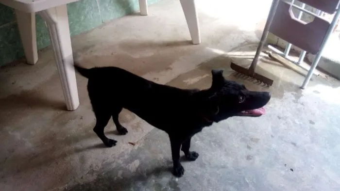 Cachorro ra a SRD idade 7 a 11 meses nome NEGÃO