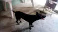 NEGÃO