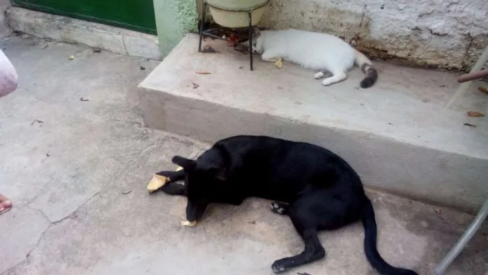 Cachorro ra a SRD idade 7 a 11 meses nome NEGÃO