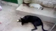 NEGÃO
