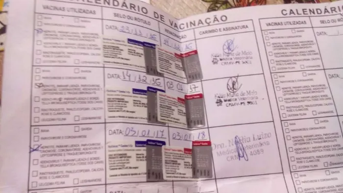 Cachorro ra a SRD idade 7 a 11 meses nome NEGÃO