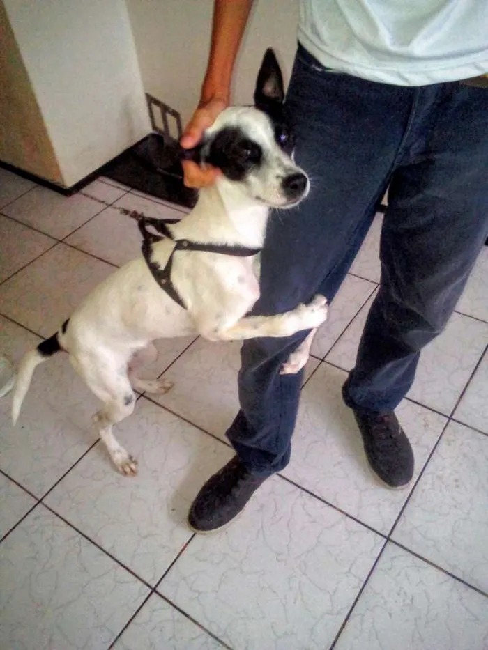 Cachorro ra a Fox paulistinha idade 7 a 11 meses nome Lili
