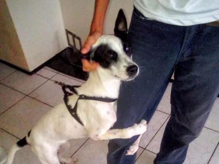 Cachorro ra a Fox paulistinha idade 7 a 11 meses nome Lili
