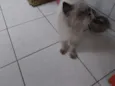Jamelão