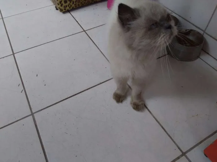 Gato ra a Persa Himalaia idade 3 anos nome Jamelão