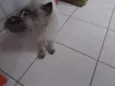Jamelão