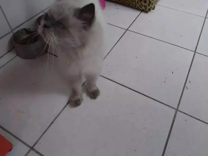 Gato ra a Persa Himalaia idade 3 anos nome Jamelão