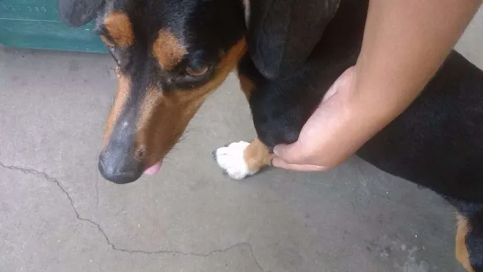 Cachorro raça Basset  idade 3 anos nome Ritinha