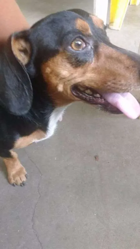 Cachorro raça Basset  idade 3 anos nome Ritinha