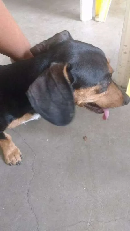 Cachorro raça Basset  idade 3 anos nome Ritinha