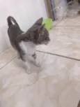 Gatinho