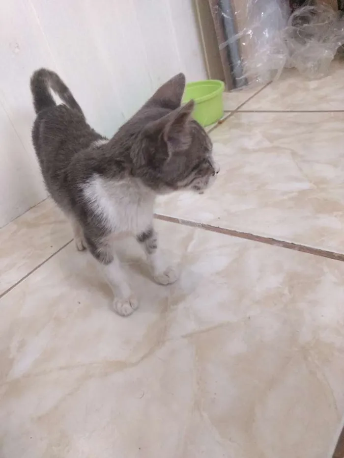 Gato ra a Não identifiquei idade Abaixo de 2 meses nome Gatinho