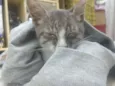 Gatinho