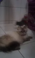 Lola