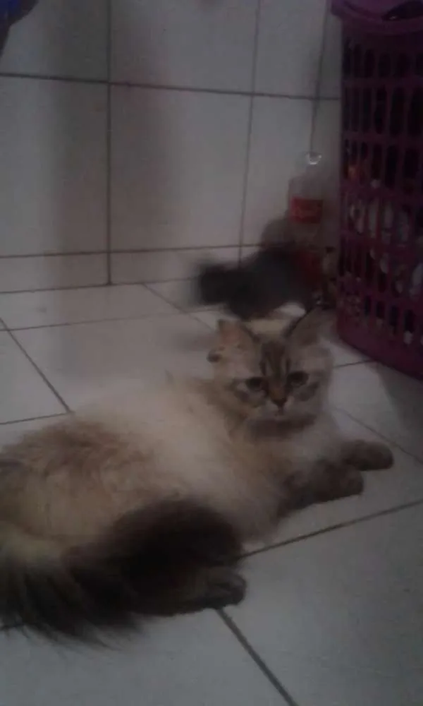 Gato ra a Persa idade 2 anos nome Lola