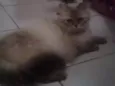 Lola
