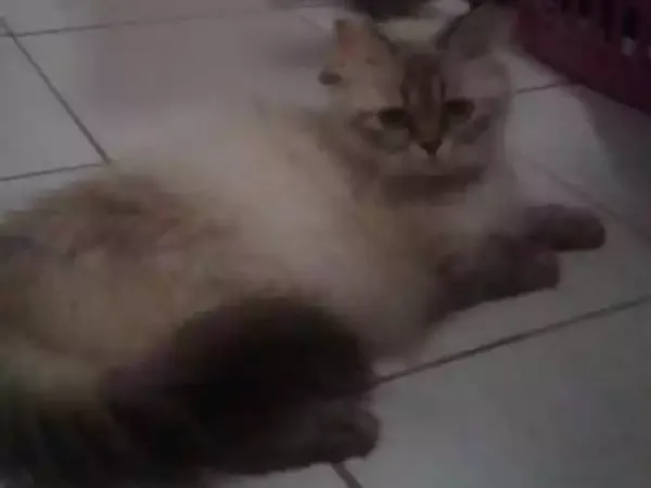 Gato ra a Persa idade 2 anos nome Lola