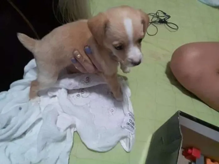 Cachorro ra a Não informado idade 2 a 6 meses nome Barbie