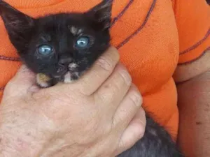 Gato raça Vira lata  idade Abaixo de 2 meses nome Filhote