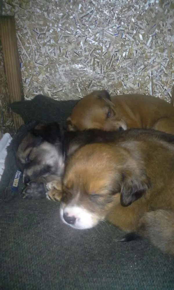 Cachorro ra a Indefinida idade 2 a 6 meses nome Cachorros