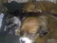 Cachorros