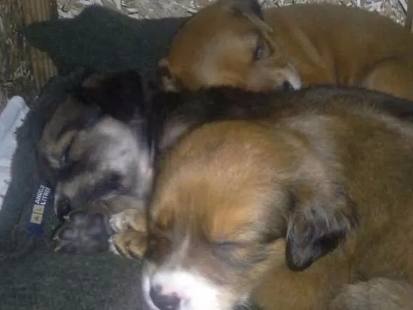 Cachorro ra a Indefinida idade 2 a 6 meses nome Cachorros