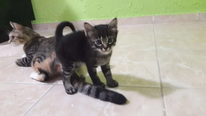 Gato raça SRD idade Abaixo de 2 meses nome Miquelangelo