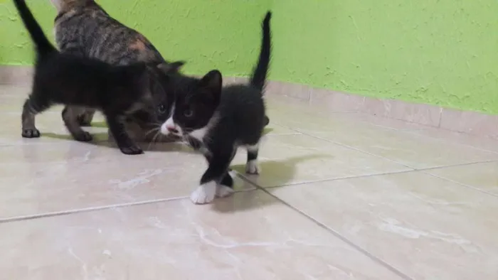 Gato raça SRD idade Abaixo de 2 meses nome Donatello