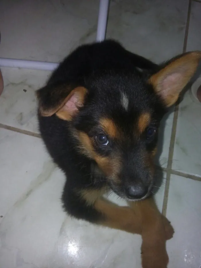 Cachorro ra a Vira lata idade 2 a 6 meses nome Não tem nome