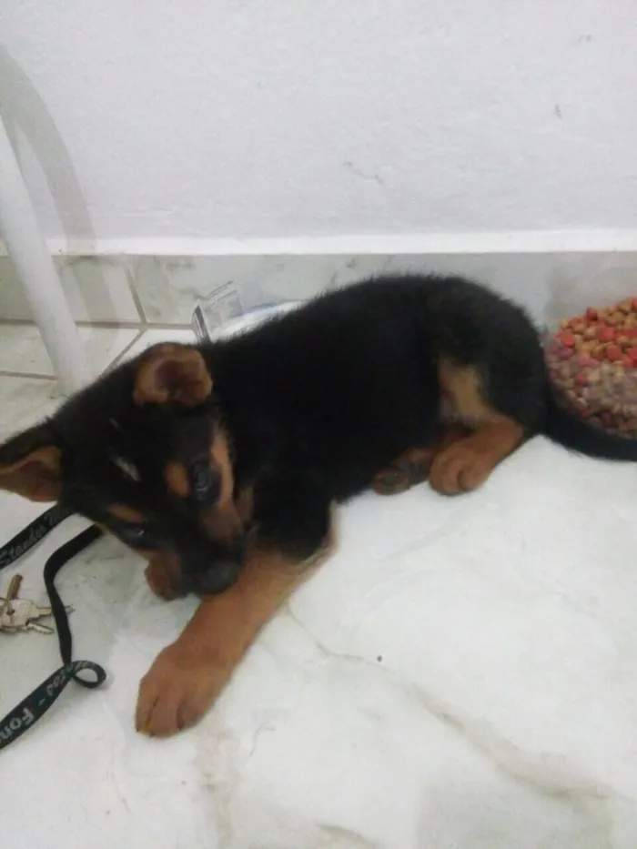 Cachorro ra a Vira lata idade 2 a 6 meses nome Não tem nome