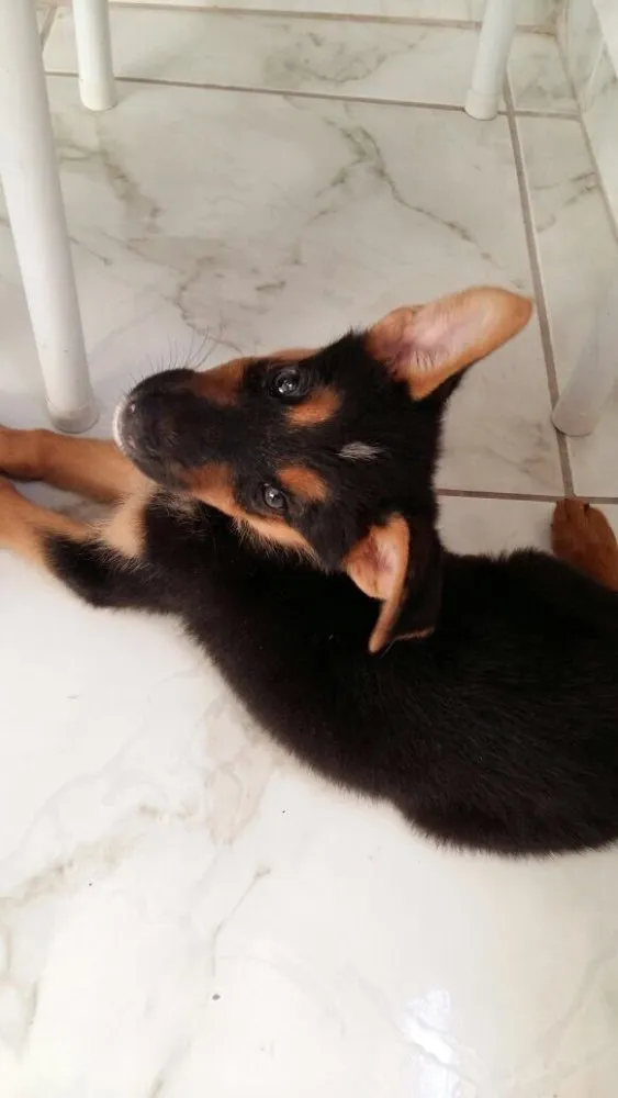 Cachorro ra a Vira lata idade 2 a 6 meses nome Não tem nome