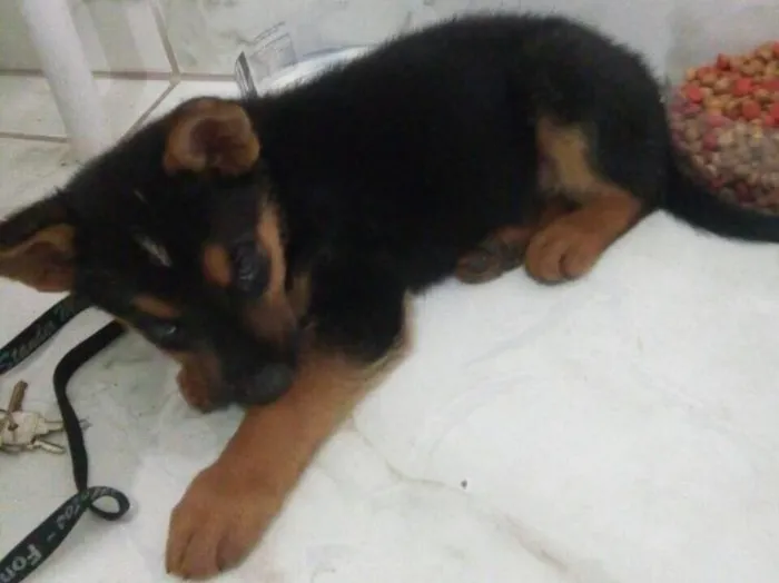 Cachorro ra a Vira lata idade 2 a 6 meses nome Não tem nome