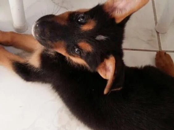 Cachorro ra a Vira lata idade 2 a 6 meses nome Não tem nome