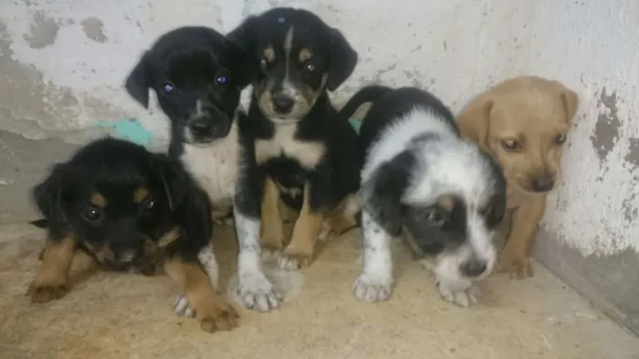 Cachorro ra a SRD idade Abaixo de 2 meses nome ainda não tem