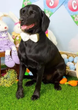 Cachorro raça Mix de Labrador idade 2 anos nome Blu