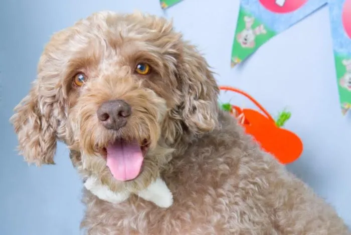 Cachorro ra a Poodle idade 2 anos nome Billy