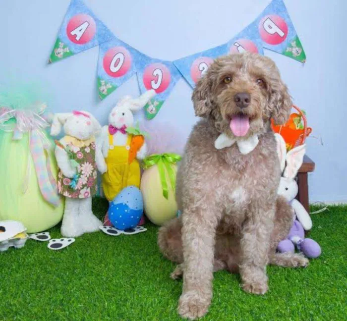 Cachorro ra a Poodle idade 2 anos nome Billy