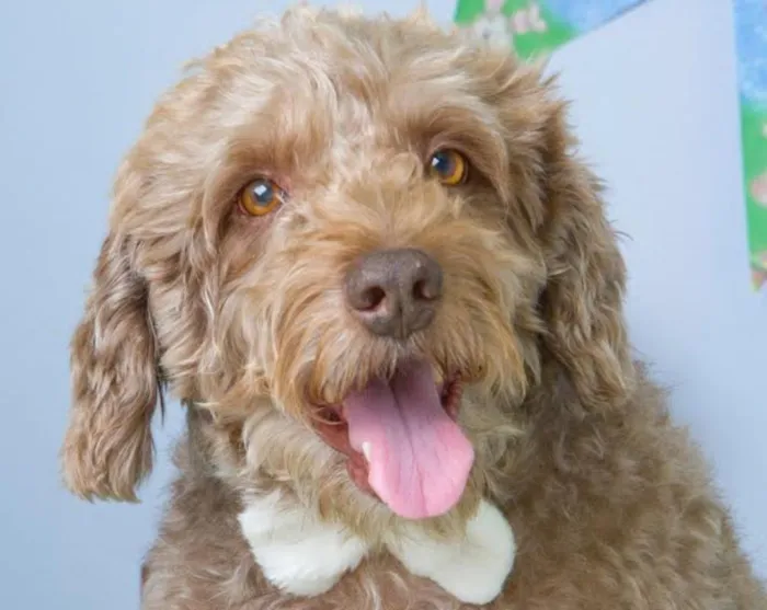 Cachorro ra a Poodle idade 2 anos nome Billy