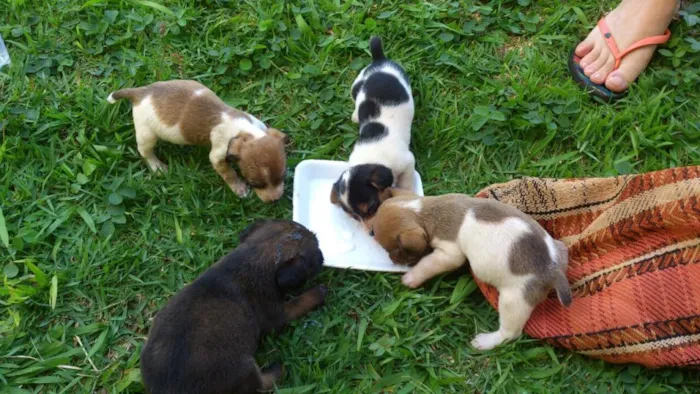 Cachorro raça vira latas idade Abaixo de 2 meses nome Mag Maju Estrela