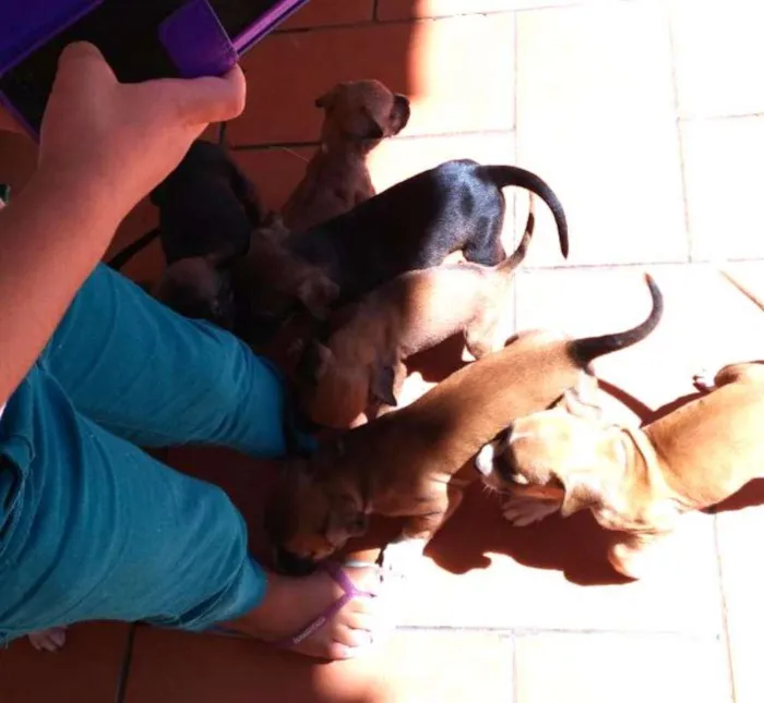 Cachorro ra a Boxer Mestiço idade Abaixo de 2 meses nome Sem nome