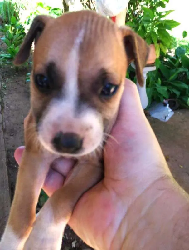 Cachorro ra a Boxer Mestiço idade Abaixo de 2 meses nome Sem nome