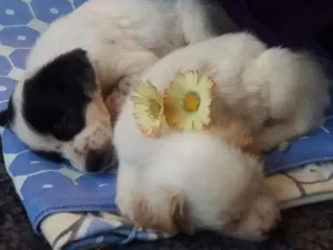 Cachorro raça SRD idade 2 a 6 meses nome Hulk e Angelica