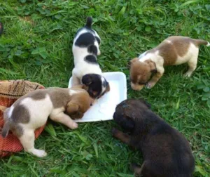 Cachorro raça vira latas idade Abaixo de 2 meses nome Mag Maju Estrela
